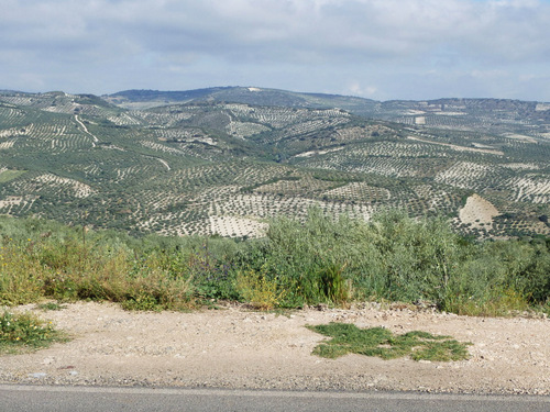 It is all about Olive Trees here.
